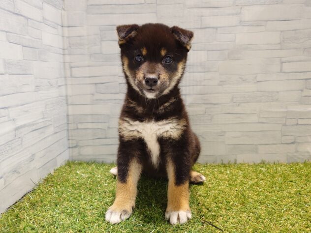 新潟県の柴犬(標準サイズ) (アミーゴ新発田店/2026年1月27日生まれ/女の子/黒)の子犬の1枚目の画像