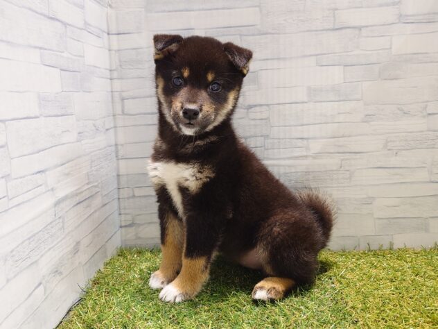 新潟県の柴犬(標準サイズ) (アミーゴ新発田店/2026年1月27日生まれ/女の子/黒)の子犬の2枚目の画像