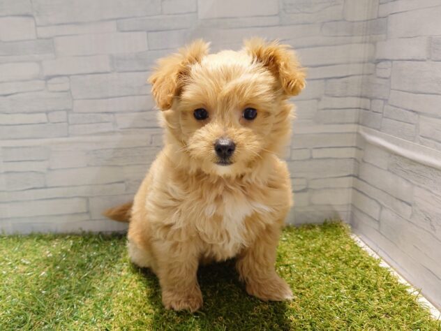 新潟県のハーフ犬・ミックス犬 (アミーゴ新発田店/2026年1月27日生まれ/女の子/クリーム)の子犬の1枚目の画像