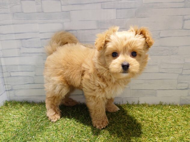 新潟県のハーフ犬・ミックス犬 (アミーゴ新発田店/2026年1月27日生まれ/女の子/クリーム)の子犬の2枚目の画像