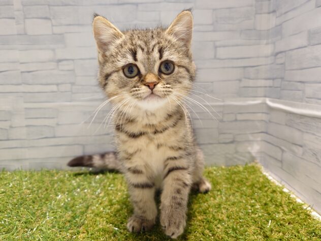 新潟県のミヌエット (アミーゴ新発田店/2026年1月18日生まれ/女の子/ブラウンタビー)の子猫