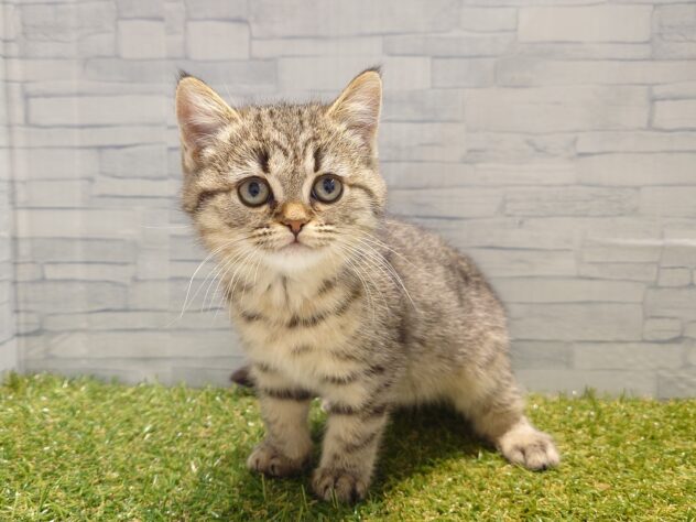新潟県のミヌエット (アミーゴ新発田店/2026年1月18日生まれ/女の子/ブラウンタビー)の子猫の2枚目の画像