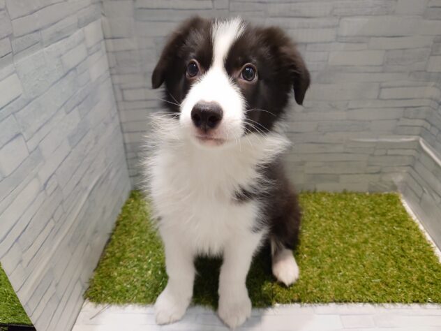 新潟県のボーダーコリー (アミーゴ新発田店/2026年1月19日生まれ/男の子/ブラックホワイト)の子犬の1枚目の画像