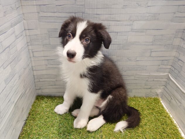 新潟県のボーダーコリー (アミーゴ新発田店/2026年1月19日生まれ/男の子/ブラックホワイト)の子犬の2枚目の画像