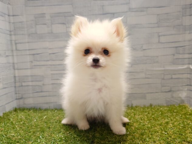 新潟県のポメラニアン (アミーゴ新発田店/2026年2月14日生まれ/女の子/クリーム)の子犬