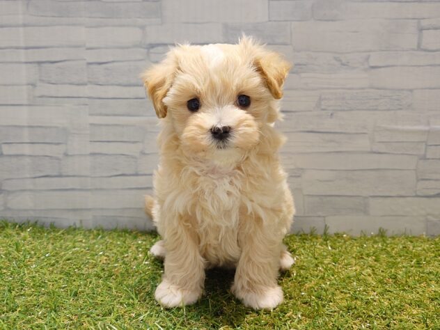 新潟県のハーフ犬・ミックス犬 (アミーゴ新発田店/2026年2月19日生まれ/女の子/アプリコット)の子犬