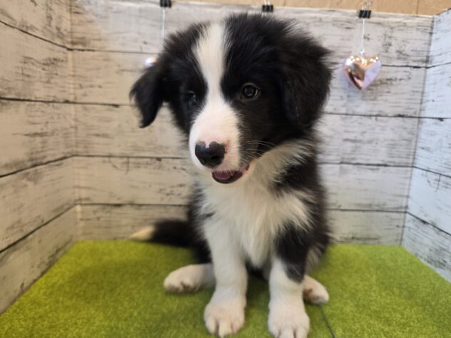 広島県のボーダーコリー (アミーゴ五日市店/2026年2月22日生まれ/男の子/ブラックホワイト)の子犬の2枚目の画像