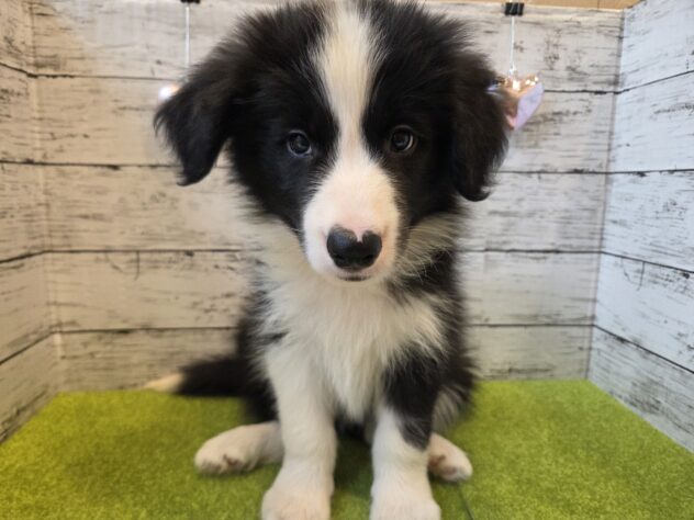 広島県のボーダーコリー (アミーゴ五日市店/2026年2月22日生まれ/男の子/ブラックホワイト)の子犬の1枚目の画像