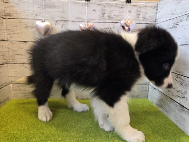 広島県のボーダーコリー (アミーゴ五日市店/2026年2月22日生まれ/男の子/ブラックホワイト)の子犬の3枚目の画像