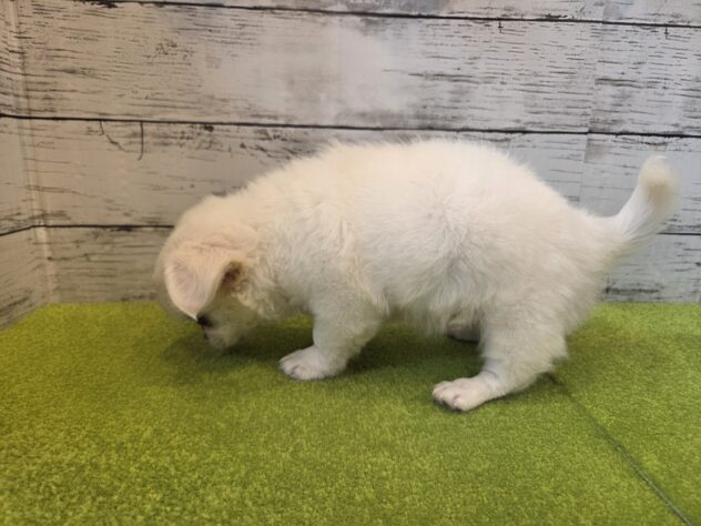 広島県のハーフ犬・ミックス犬 (アミーゴ五日市店/2026年1月27日生まれ/男の子/ホワイト)の子犬の3枚目の画像