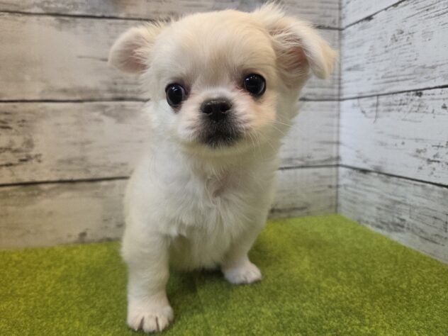 広島県のハーフ犬・ミックス犬 (アミーゴ五日市店/2026年1月27日生まれ/男の子/ホワイト)の子犬の1枚目の画像