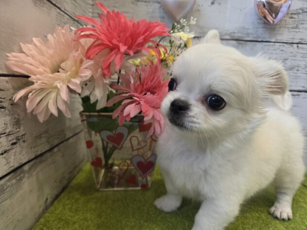 広島県のハーフ犬・ミックス犬 (アミーゴ五日市店/2026年1月27日生まれ/男の子/ホワイト)の子犬の2枚目の画像