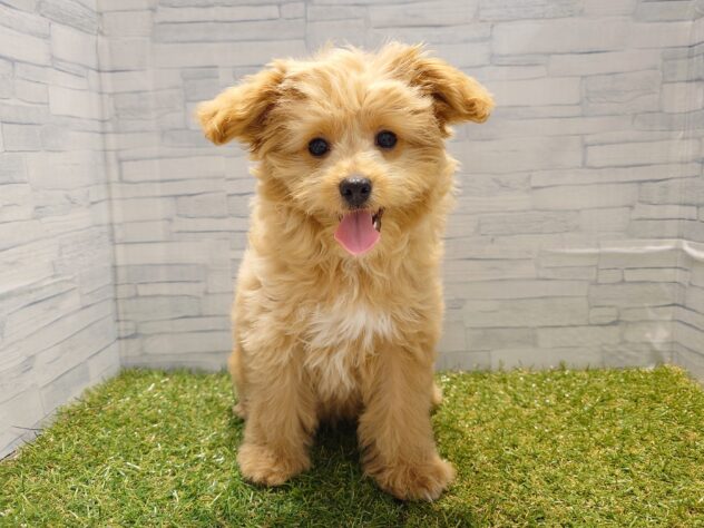 新潟県のハーフ犬・ミックス犬 (アミーゴ新発田店/2026年1月27日生まれ/女の子/クリーム)の子犬の1枚目の画像