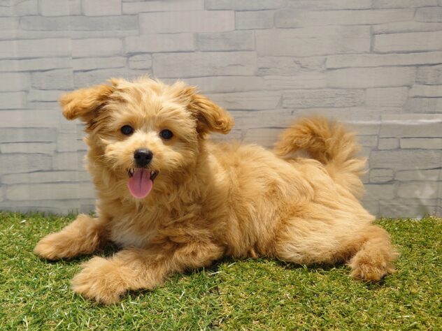 新潟県のハーフ犬・ミックス犬 (アミーゴ新発田店/2026年1月27日生まれ/女の子/クリーム)の子犬の2枚目の画像