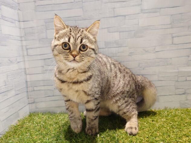 新潟県のミヌエット (アミーゴ新発田店/2026年1月18日生まれ/女の子/ブラウンタビー)の子猫の2枚目の画像
