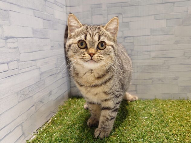 新潟県のミヌエット (アミーゴ新発田店/2026年1月18日生まれ/女の子/ブラウンタビー)の子猫の1枚目の画像
