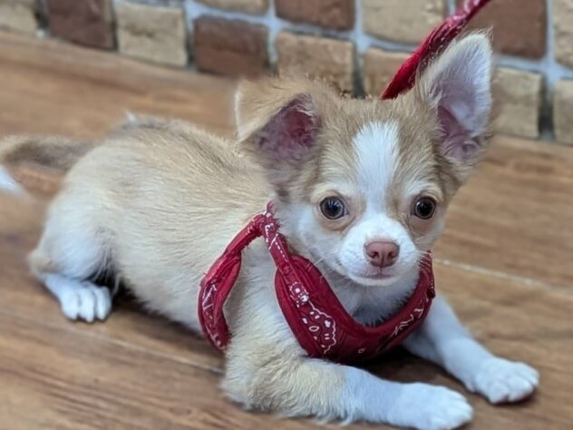 福島県のチワワ(ロング) (アミーゴ福島南店/2025年11月30日生まれ/男の子/チョコレートフォーン)の子犬