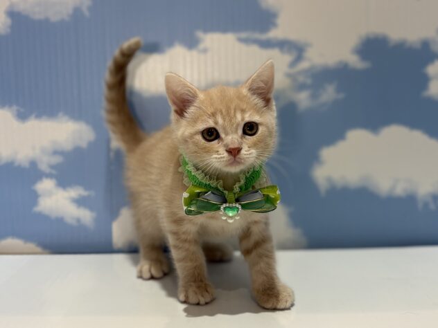 山形県のマンチカン (アミーゴ山形南店/2026年2月21日生まれ/男の子/クリームタビー)の子猫