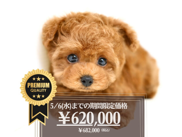 岡山県のトイプードル(トイ) (アミーゴ大安寺店/2026年2月8日生まれ/女の子/レッドフォーン)の子犬の1枚目の画像