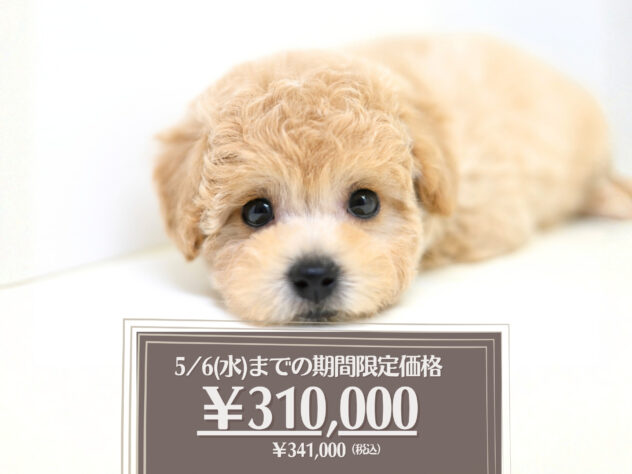 岡山県のハーフ犬・ミックス犬 (アミーゴ大安寺店/2026年1月29日生まれ/女の子/クリーム)の子犬の1枚目の画像