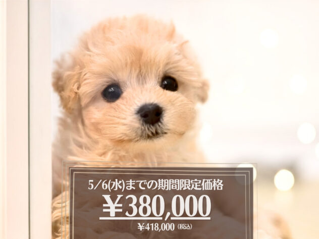 岡山県のハーフ犬・ミックス犬 (アミーゴ大安寺店/2026年2月12日生まれ/女の子/クリーム)の子犬の1枚目の画像