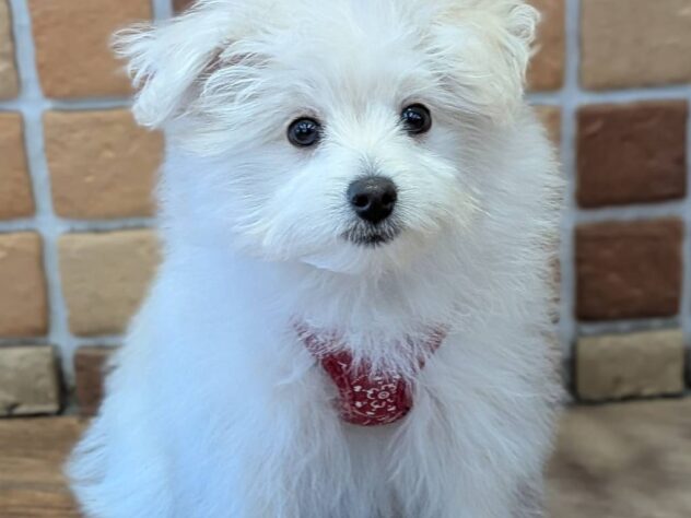 福島県のハーフ犬・ミックス犬 (アミーゴ福島南店/2025年12月13日生まれ/女の子/クリーム)の子犬の1枚目の画像