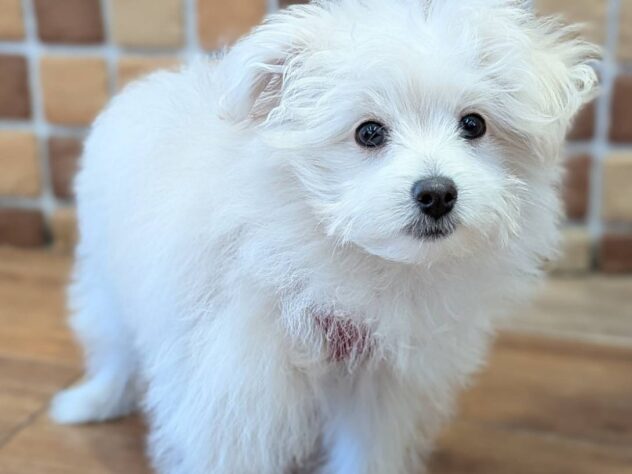 福島県のハーフ犬・ミックス犬 (アミーゴ福島南店/2025年12月13日生まれ/女の子/クリーム)の子犬の2枚目の画像