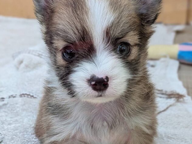 福島県のハーフ犬・ミックス犬 (アミーゴ福島南店/2026年2月9日生まれ/男の子/ホワイトタン)の子犬