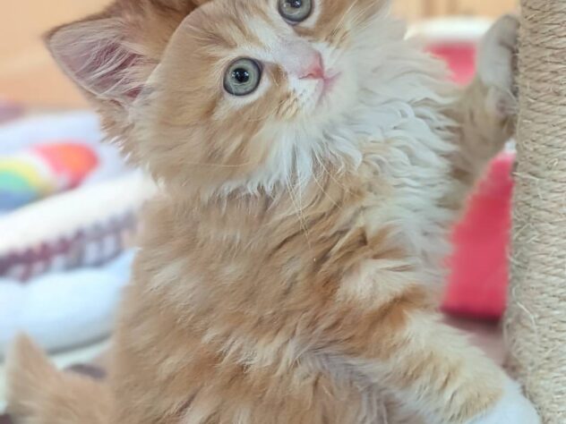 福島県のミヌエット (アミーゴ福島南店/2026年2月15日生まれ/男の子/レッドタビーホワイト)の子猫