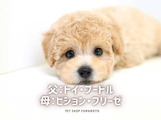 岡山県のハーフ犬・ミックス犬 (アミーゴ大安寺店/2026年1月29日生まれ/女の子/クリーム)の子犬の2枚目の画像