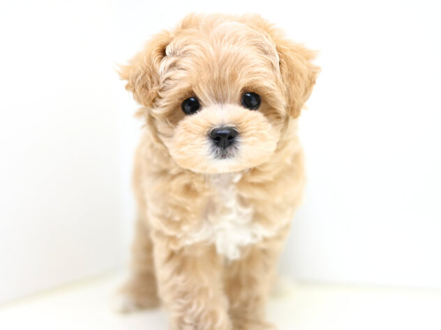 岡山県のハーフ犬・ミックス犬 (アミーゴ大安寺店/2026年2月14日生まれ/男の子/アプリコット)の子犬の3枚目の画像