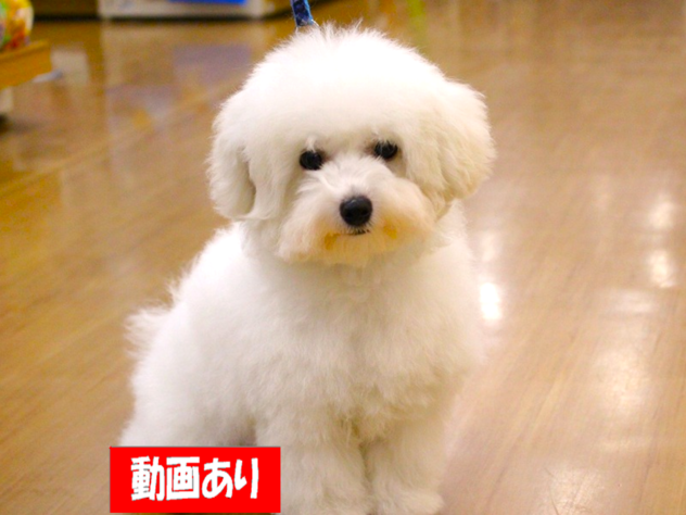 兵庫県のビションフリーゼ (ペット・プラザ アミーゴ三田店/2025年11月29日生まれ/女の子/ホワイト)の子犬