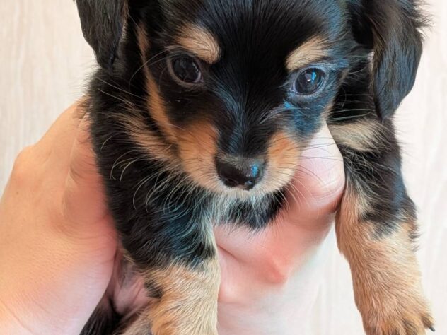 福島県のハーフ犬・ミックス犬 (アミーゴ福島南店/2026年2月16日生まれ/男の子/ブラックタン)の子犬