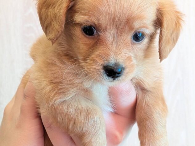 福島県のハーフ犬・ミックス犬 (アミーゴ福島南店/2026年2月16日生まれ/男の子/レッド)の子犬