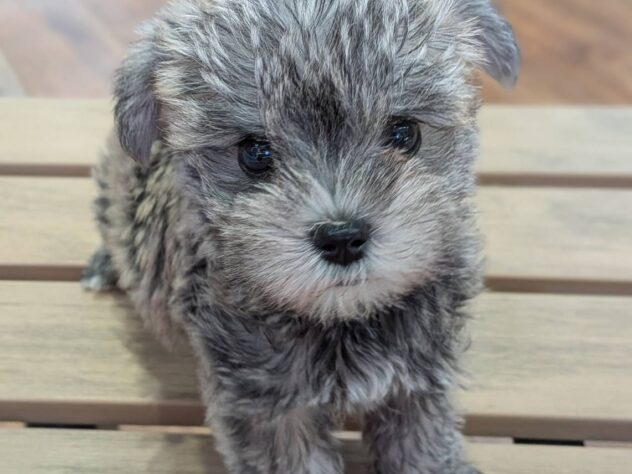 福島県のハーフ犬・ミックス犬 (アミーゴ福島南店/2026年2月14日生まれ/男の子/ウィートン)の子犬
