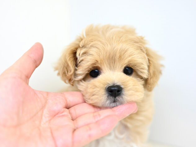 岡山県のハーフ犬・ミックス犬 (アミーゴ大安寺店/2026年2月14日生まれ/男の子/アプリコット)の子犬の4枚目の画像