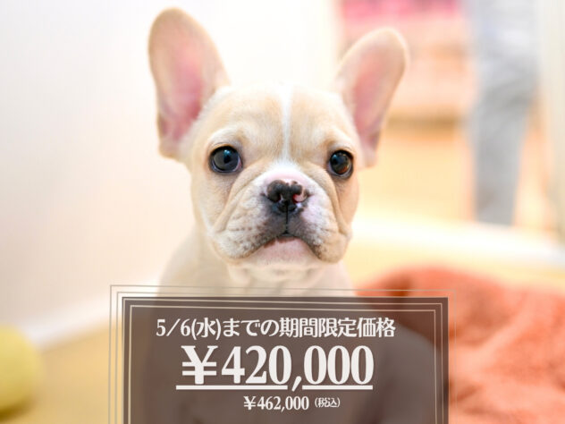 岡山県のフレンチブルドッグ (アミーゴ大安寺店/2026年1月17日生まれ/女の子/クリーム)の子犬の1枚目の画像