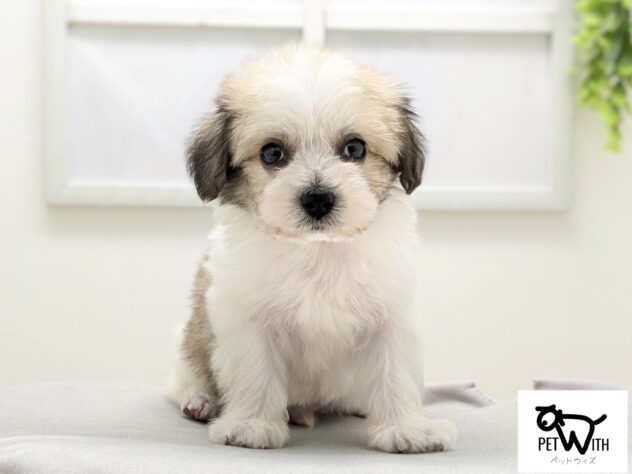 福島県のハーフ犬・ミックス犬 (アミーゴ会津若松店/2026年2月2日生まれ/男の子/ホワイトブラウン)の子犬の1枚目の画像