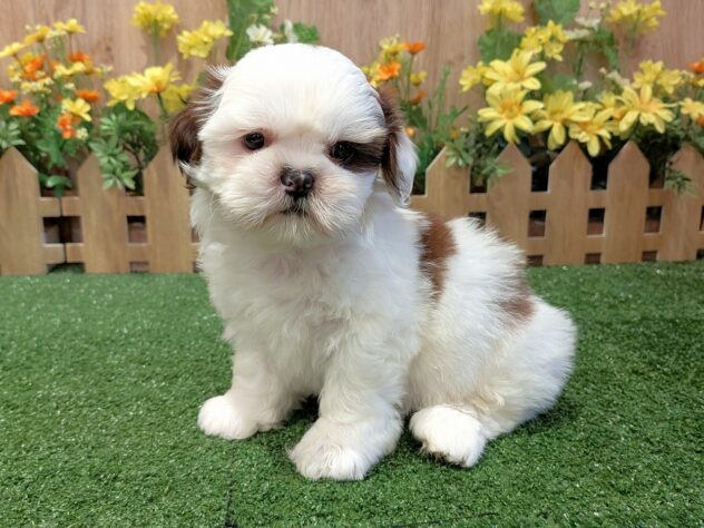 兵庫県のシーズー (アミーゴ伊丹店/2026年2月18日生まれ/男の子/ホワイトゴールド)の子犬の1枚目の画像