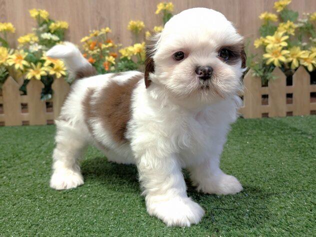 兵庫県のシーズー (アミーゴ伊丹店/2026年2月18日生まれ/男の子/ホワイトゴールド)の子犬の2枚目の画像