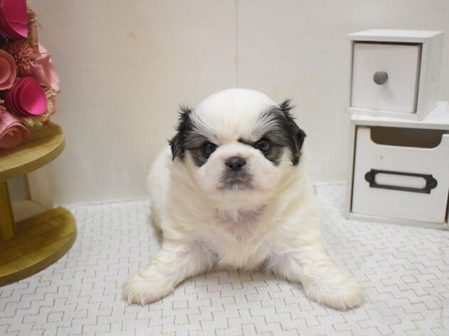 兵庫県のチワペキ/ペキチー/ペキチワ(チワワ×ペキニーズ) (ペット・プラザ アミーゴつかしん店/2025年10月7日生まれ/男の子/トライカラー)の子犬の3枚目の画像