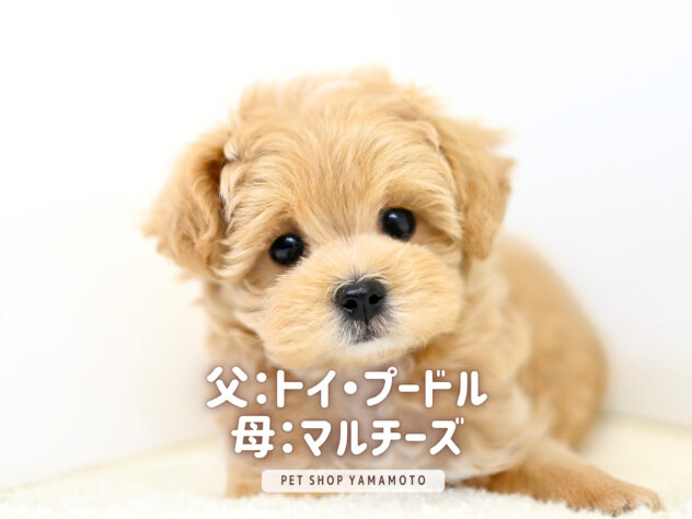 岡山県のハーフ犬・ミックス犬 (アミーゴ大安寺店/2026年2月14日生まれ/男の子/アプリコット)の子犬の2枚目の画像