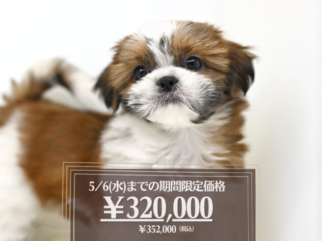 岡山県のシーズー (アミーゴ大安寺店/2025年12月30日生まれ/女の子/ゴールドホワイト)の子犬の1枚目の画像