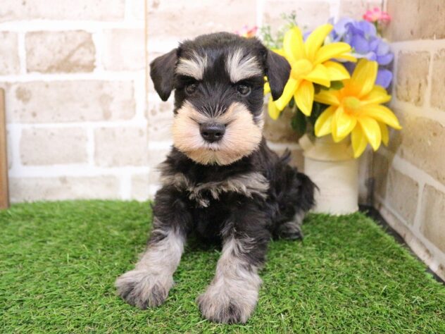 兵庫県のミニチュアシュナウザー (ペット・プラザ アミーゴ加古川店/2025年11月30日生まれ/男の子/ブラックシルバー)の子犬の2枚目の画像