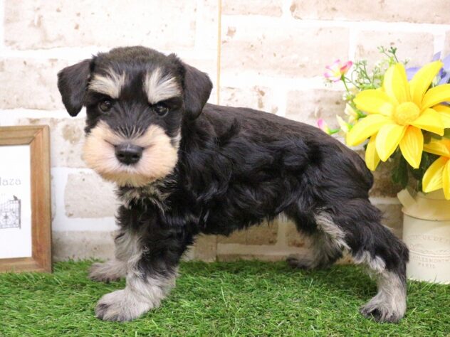 兵庫県のミニチュアシュナウザー (ペット・プラザ アミーゴ加古川店/2025年11月30日生まれ/男の子/ブラックシルバー)の子犬の3枚目の画像