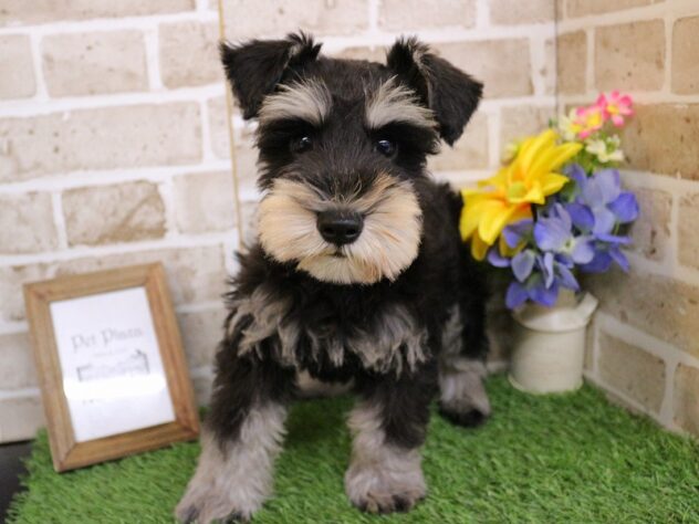 兵庫県のミニチュアシュナウザー (ペット・プラザ アミーゴ加古川店/2025年11月30日生まれ/男の子/ブラックシルバー)の子犬の1枚目の画像