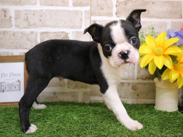 兵庫県のボストンテリア (ペット・プラザ アミーゴ明石魚住店/2025年11月30日生まれ/男の子/ボストンカラー)の子犬の2枚目の画像