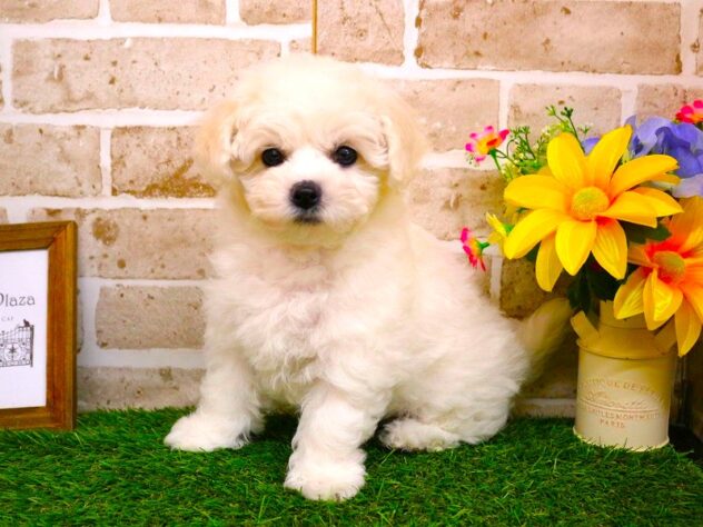 兵庫県のビションフリーゼ (ペット・プラザ アミーゴ三田店/2025年11月29日生まれ/女の子/ホワイト)の子犬の2枚目の画像