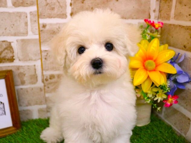 兵庫県のビションフリーゼ (ペット・プラザ アミーゴ三田店/2025年11月29日生まれ/女の子/ホワイト)の子犬の1枚目の画像