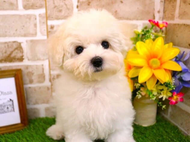 兵庫県のビションフリーゼ (ペット・プラザ アミーゴ三田店/2025年11月29日生まれ/女の子/ホワイト)の子犬の3枚目の画像